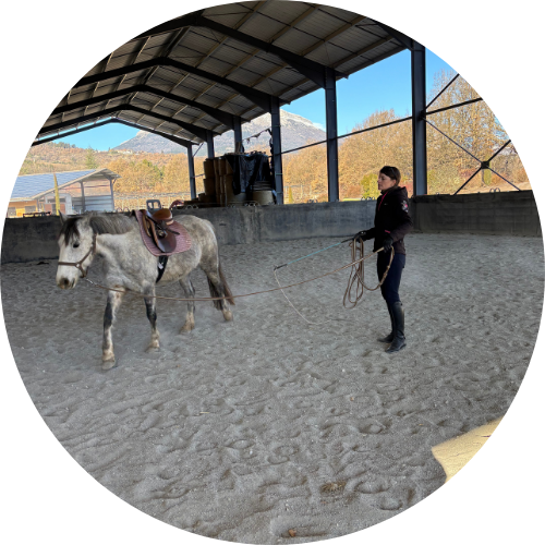 Travail du cheval Entraînement et valorisation