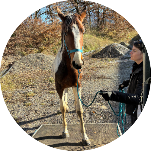Travail du cheval Entraînement et valorisation