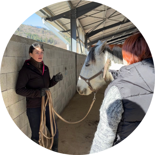 Valorisation du cheval pour la vente