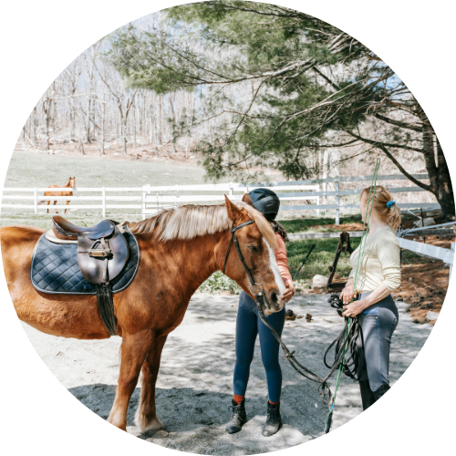 Valorisation du cheval pour la vente