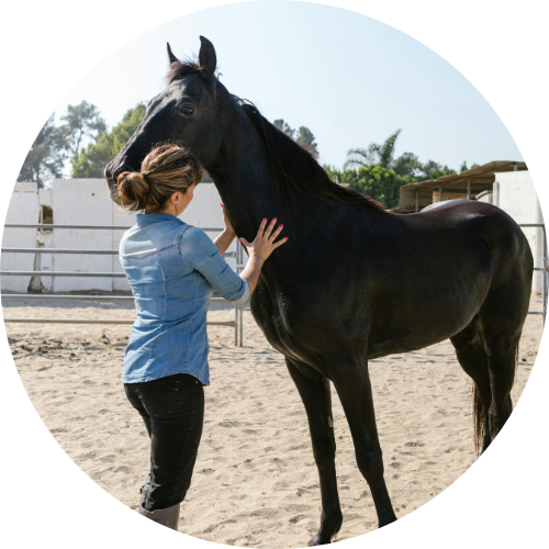 Valorisation du cheval et gestion complète de la vente