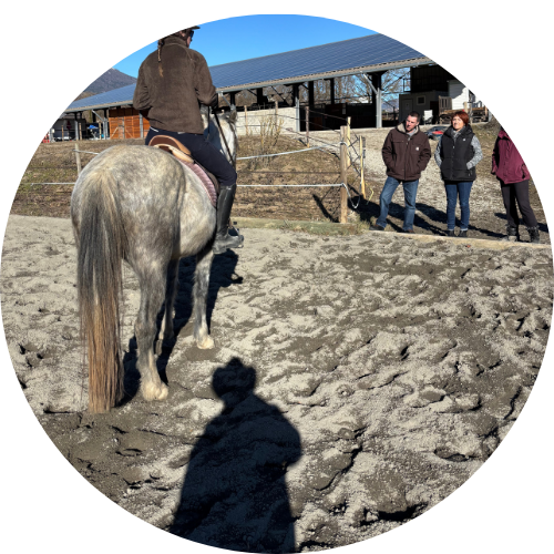 Valorisation du cheval et gestion complète de la vente
