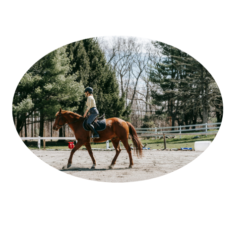 Cours particuliers d’équitation sur mesure