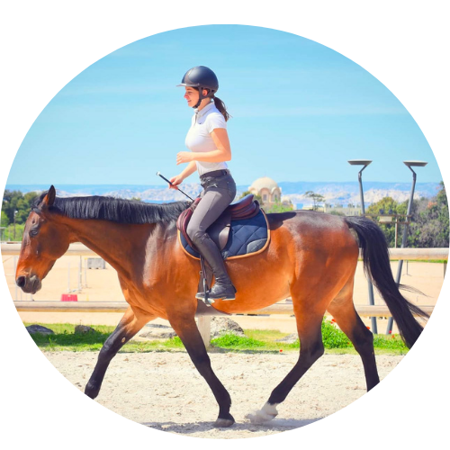 Cours d’équitation avec cheval maître d’école