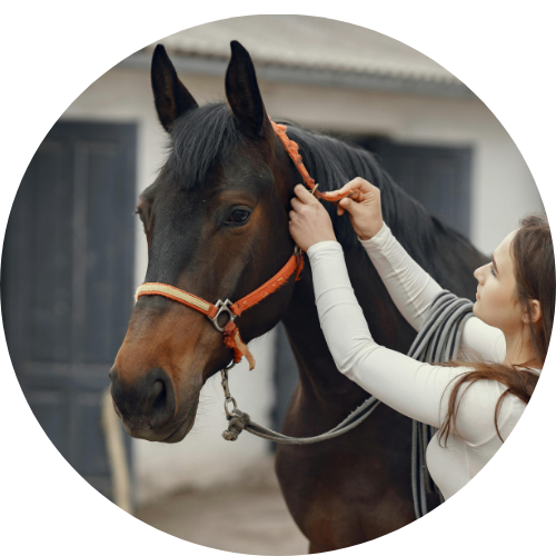 rCours d’équitation et valorisation du cheval
