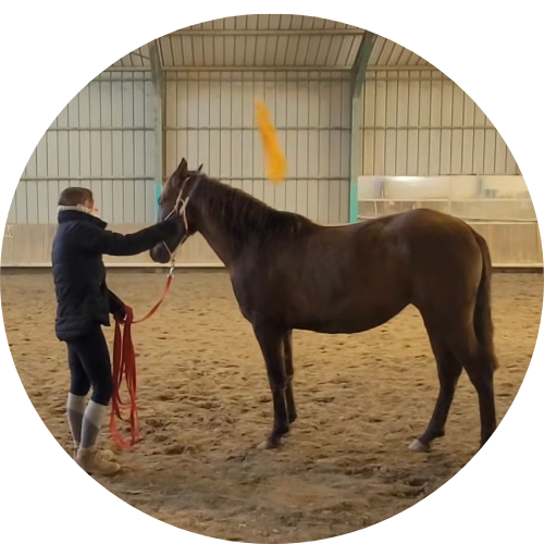 Débourrage du cheval avec Alp’Horse – Une approche progressive et respectueuse.