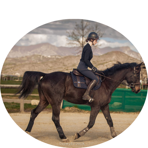 Pension travail pour chevaux en centre équestre – Suivi personnalisé et mise en confiance.