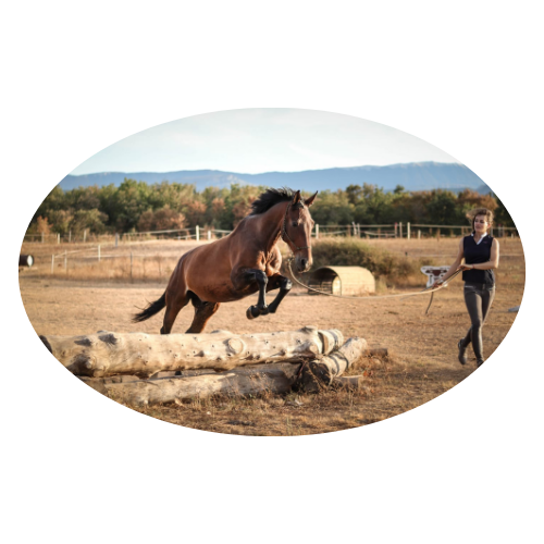 Débourrage du cheval et pension travail
