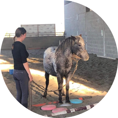 Stage d’équitation à la journée – Formation et perfectionnement